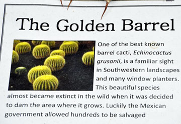 sign about the Golden Barrel Cactus